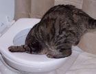sobercat